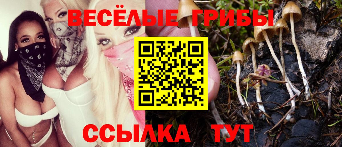 Псилоцибиновые грибы Psilocybe Новоуральск